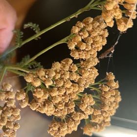 Photo of the plant species Fernleaf Yarrow by @ZanyBlackpea50 named Miley on Greg, the plant care app