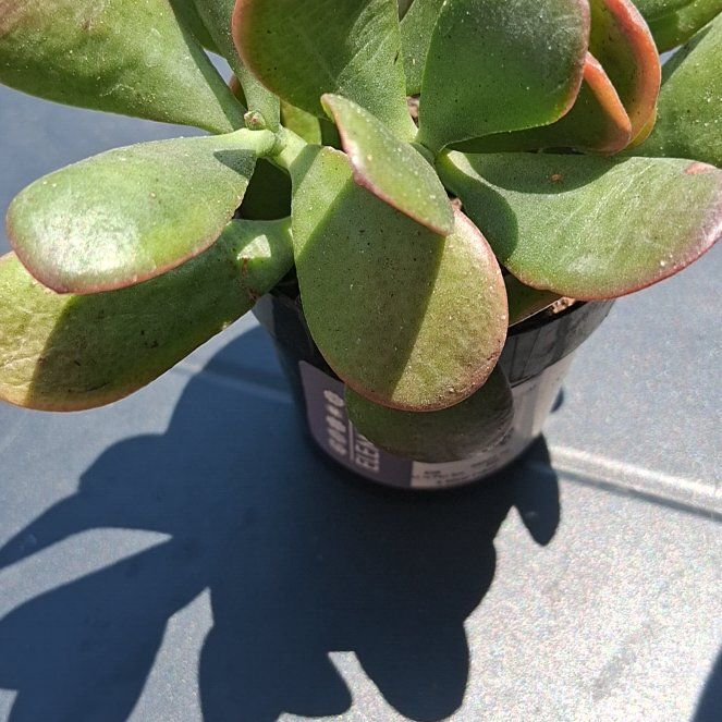 Photo of the plant species Succlent by @ChummySunstar66 named Miley on Greg, the plant care app
