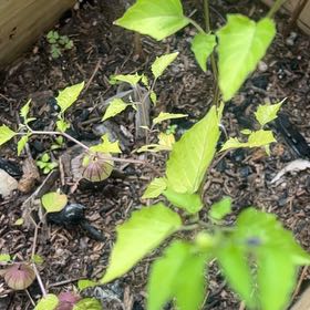 Photo of the plant species Cutleaf Groundcherry by @EagerKanono0 named Terra on Greg, the plant care app
