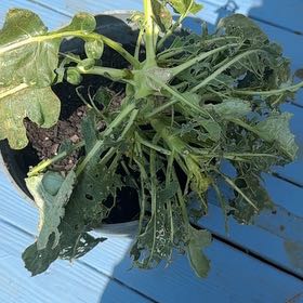 Photo of the plant species Aspabroc Baby Broccoli by @AdeptWildramp40 named da Vinci on Greg, the plant care app