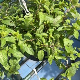 Photo of the plant species Peppermint by @AdeptWildramp40 named Sonora on Greg, the plant care app