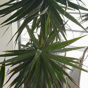 Photo of the plant species Aloe Yucca by @AliveChisme26 named Demi on Greg, the plant care app