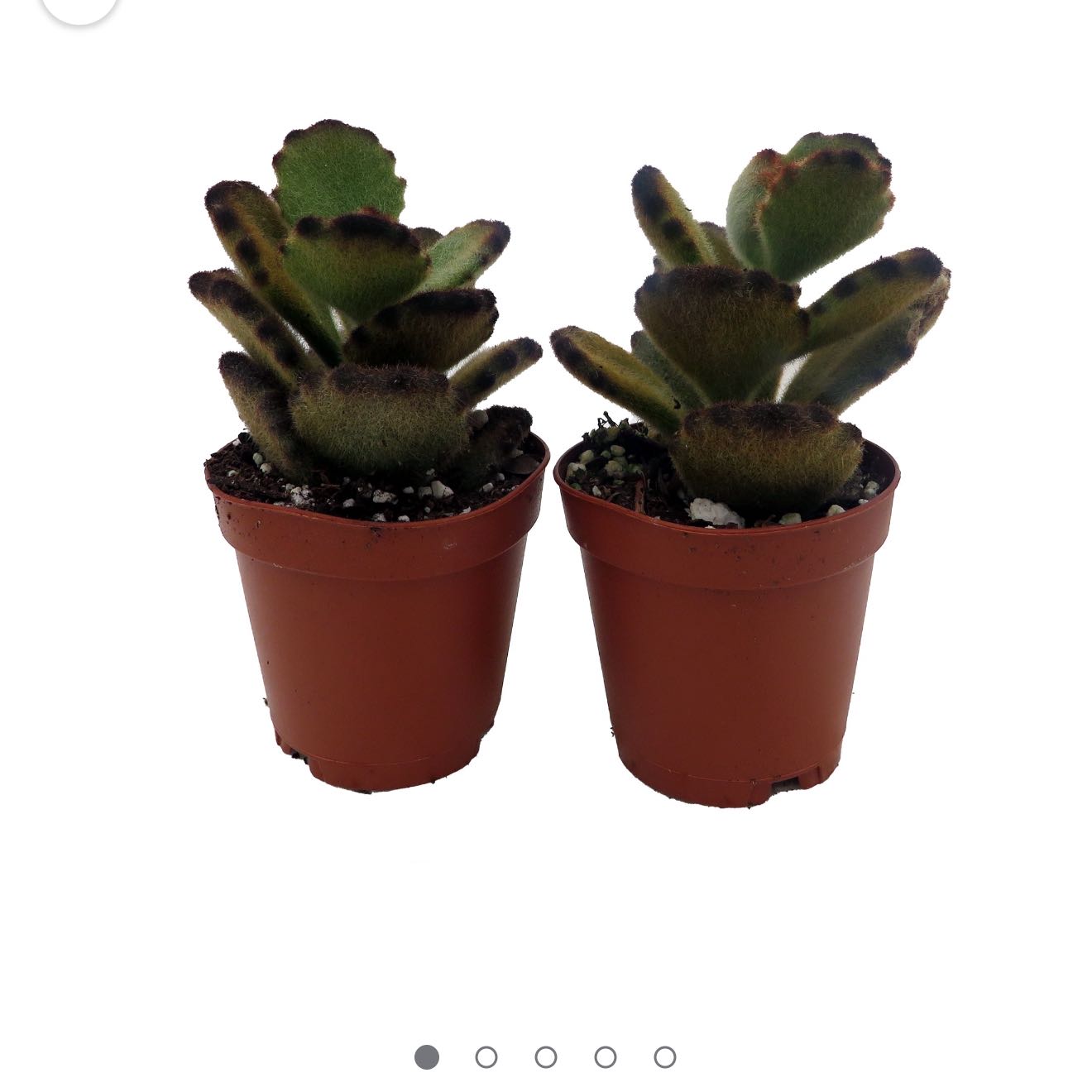 Photo of the plant species Teddy Bear by @NOLAPhoenix named Sir Plancelot on Greg, the plant care app