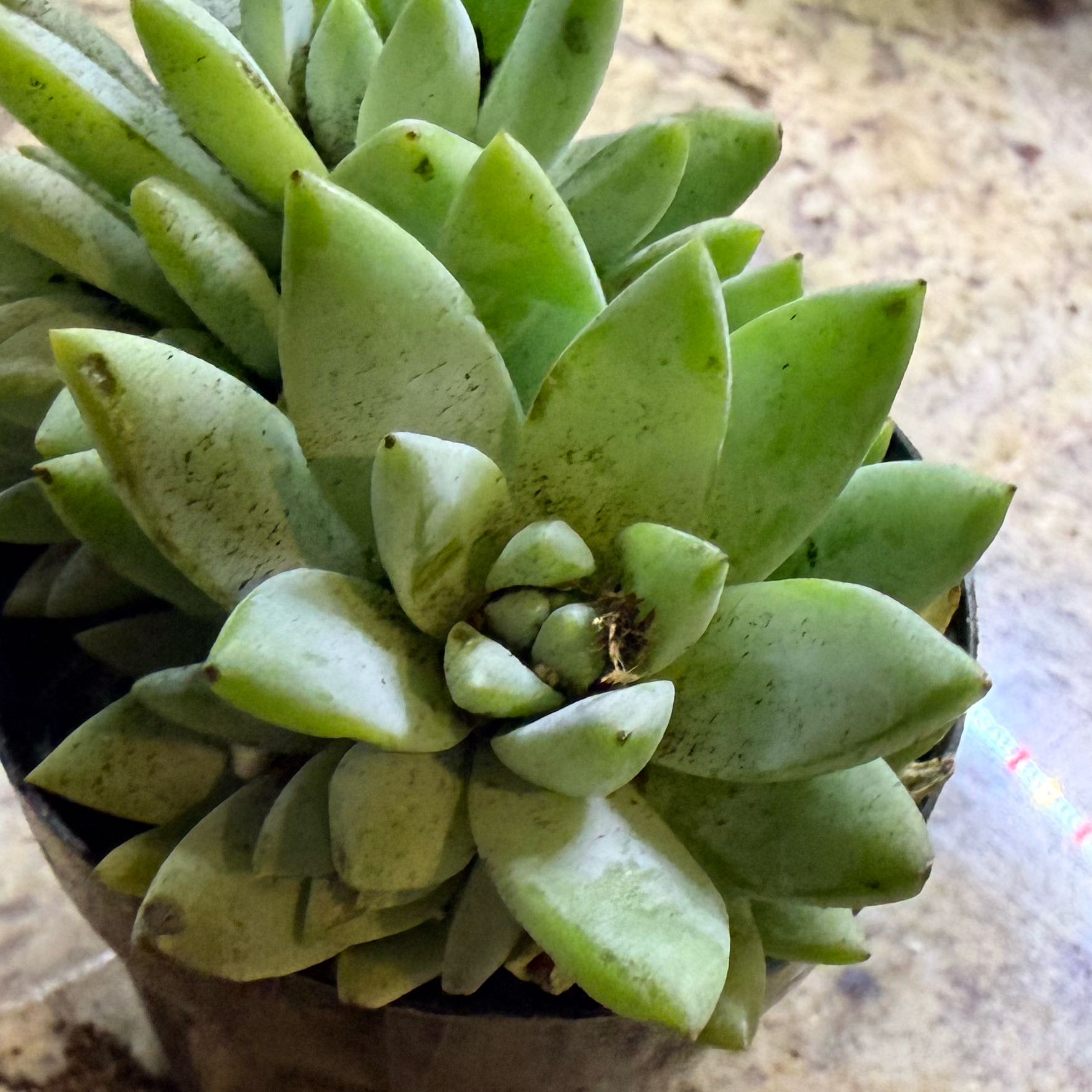 Photo of the plant species Greene's Liveforever by @NOLAPhoenix named Hemingway on Greg, the plant care app