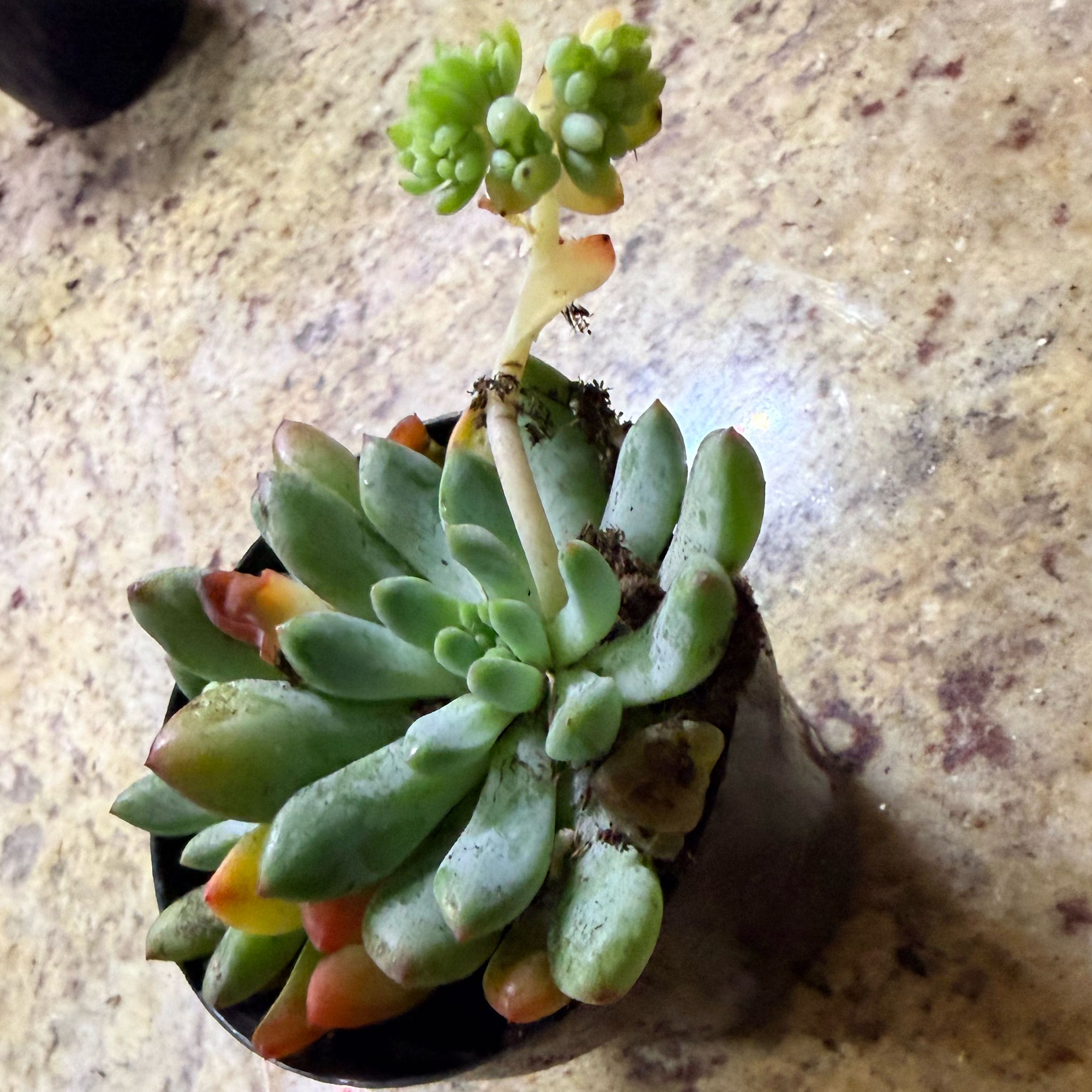 Photo of the plant species Sedeveria 'Blue Elf' by @NOLAPhoenix named Lola on Greg, the plant care app