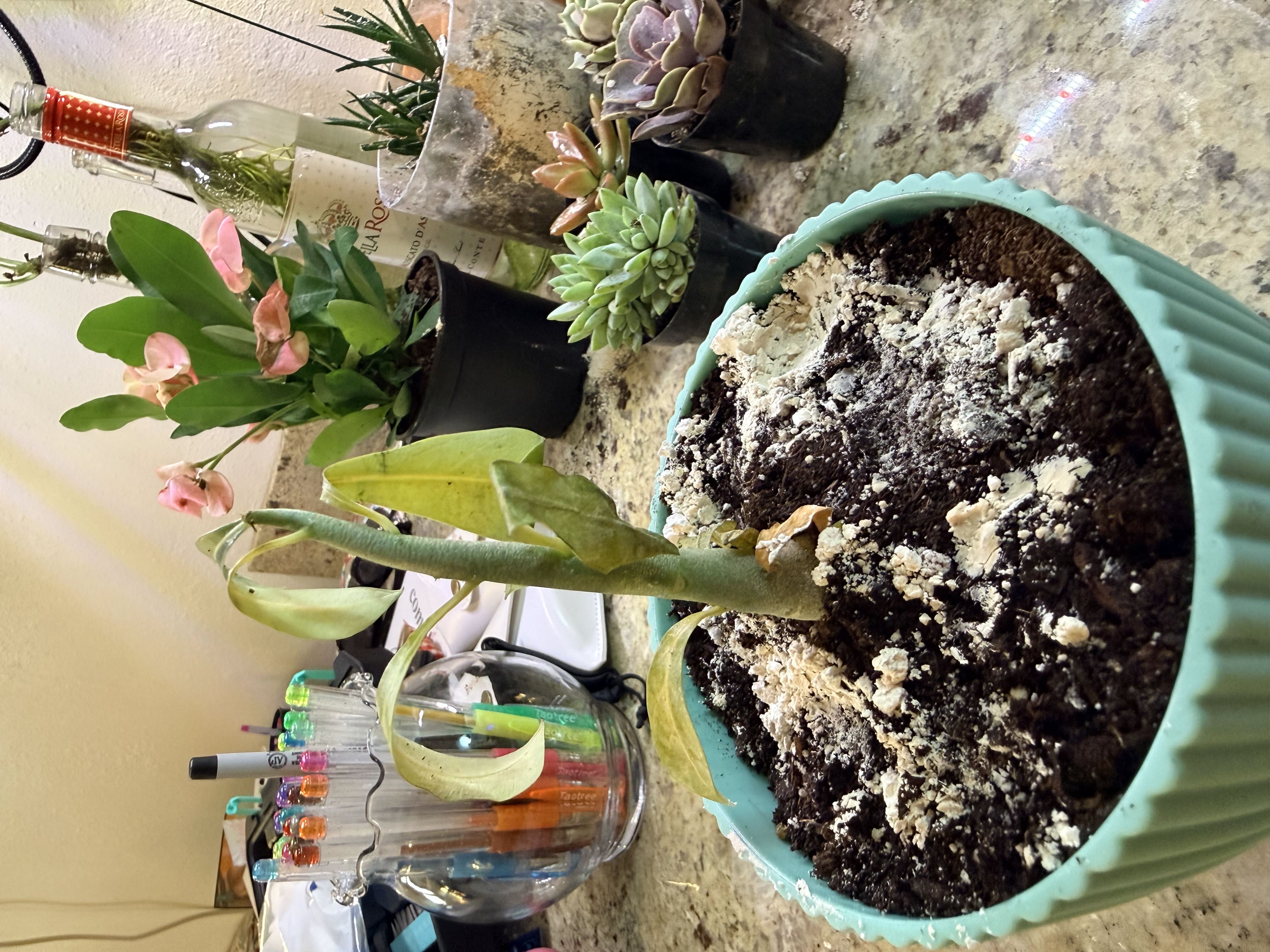 Photo from the post