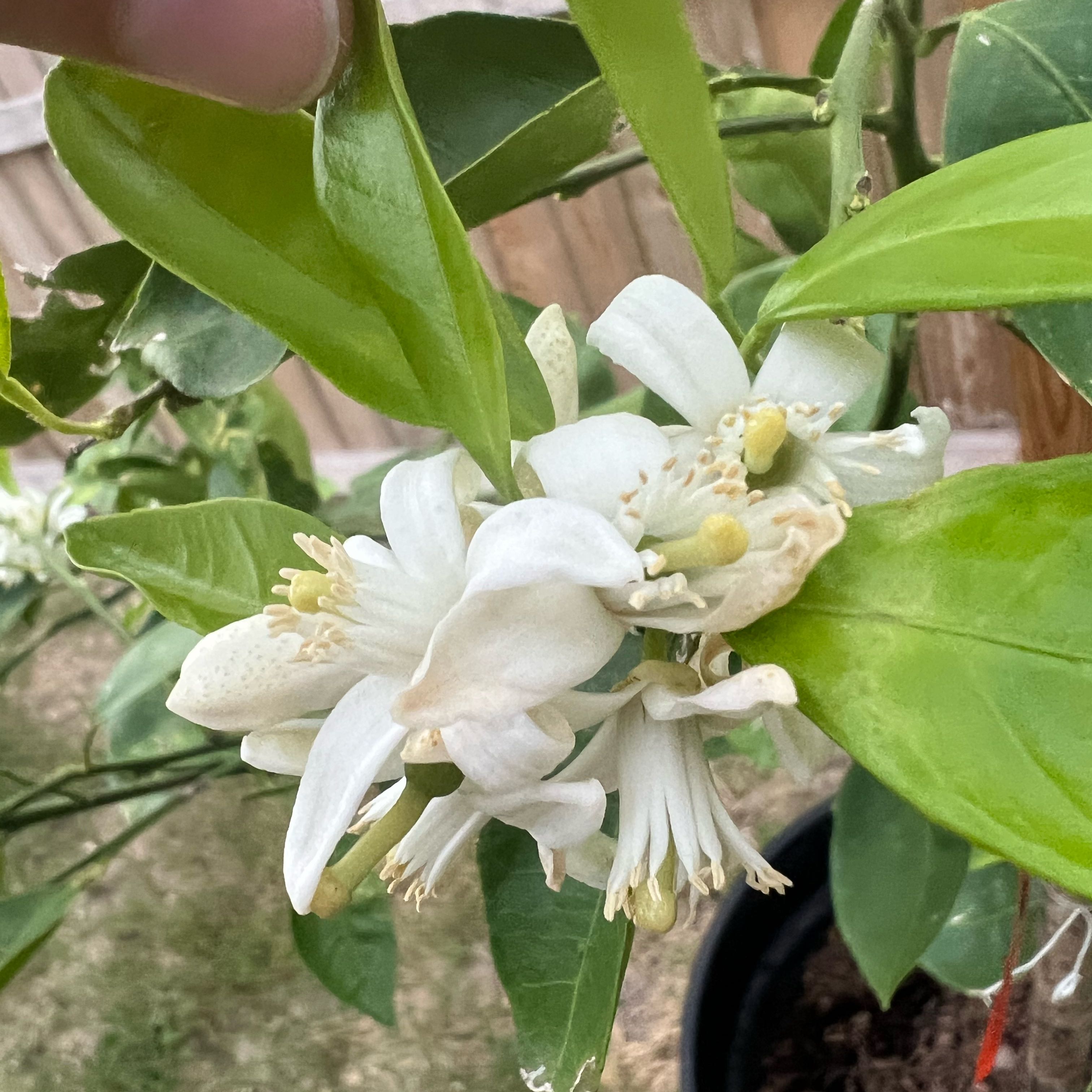 Photo of the plant species Mock Orange by @HunkySuriana1 named Darwin on Greg, the plant care app