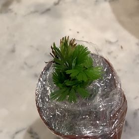 Photo of the plant species Sweet William by @StarCacto69 named Bieber on Greg, the plant care app