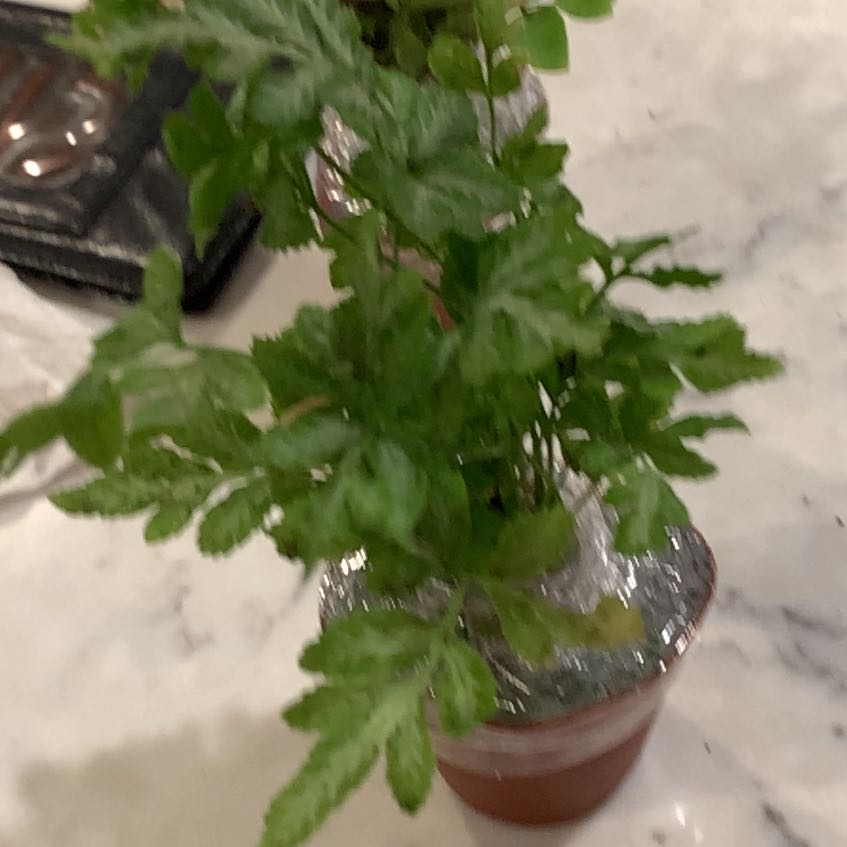 Photo of the plant species Brake Fern by @StarCacto69 named Marilyn on Greg, the plant care app