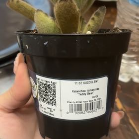 Photo of the plant species Kalanchoe 'Teddy Bear' by @HotMastic71 named Osmo on Greg, the plant care app