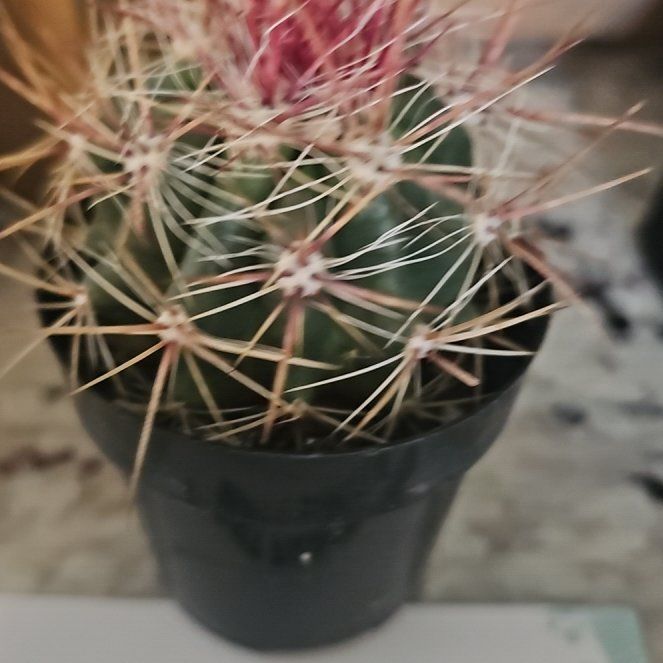 Photo of the plant species Miniature Barrel Cactus by @FairAloeguido34 named Captain Plant-it on Greg, the plant care app