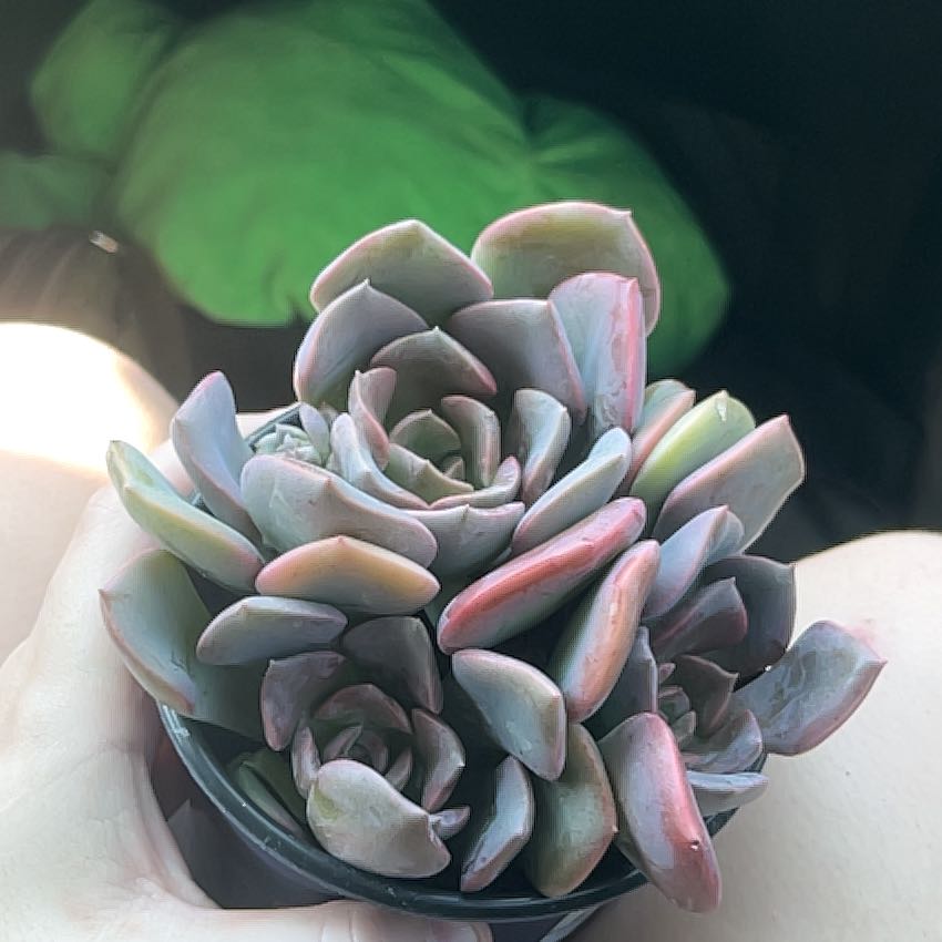 Photo of the plant species Graptoveria 'Francesca' by @BigKaro39 named Gaga on Greg, the plant care app