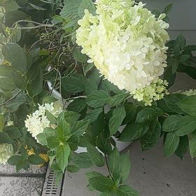 Photo of the plant species Panicle Hydrangea by @SirChosmo70 named Gregarious on Greg, the plant care app