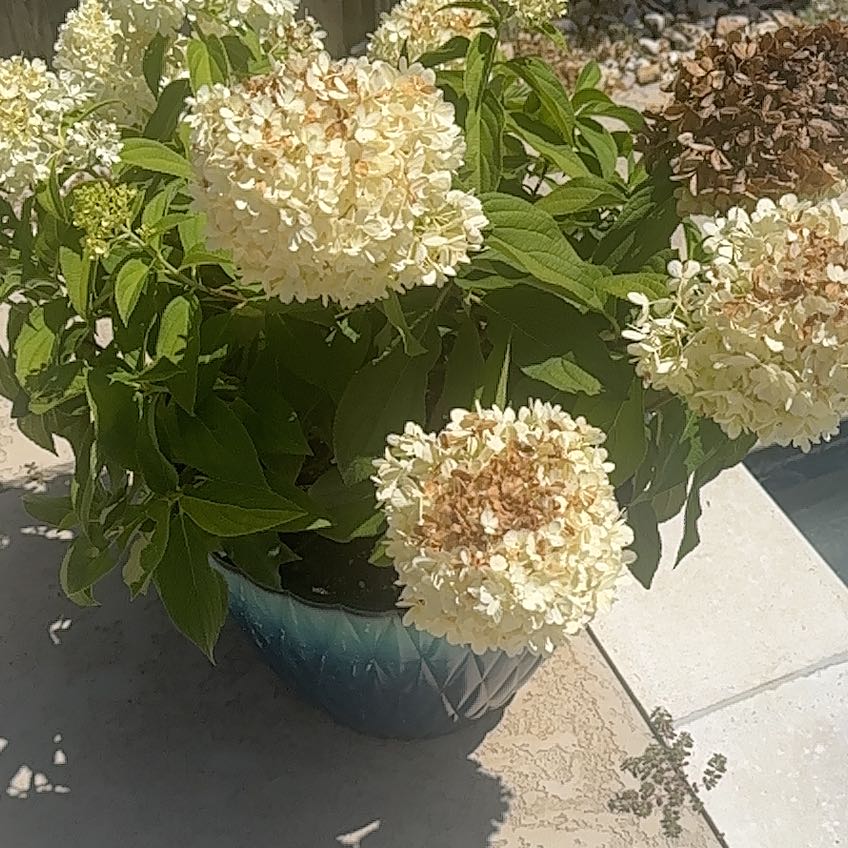 Photo of the plant species Panicle Hydrangea by @SirChosmo70 named da Vinci on Greg, the plant care app