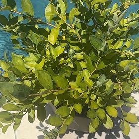 Photo of the plant species American Blueberry by @SirChosmo70 named Bruce Lee on Greg, the plant care app
