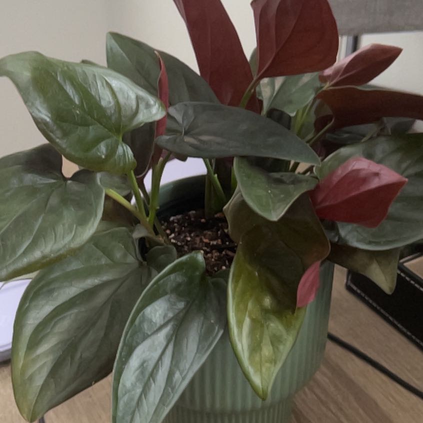 Photo of the plant species Arrowhead Vine 'Red Arrow' by @DeanFrogbit10 named Dolores on Greg, the plant care app