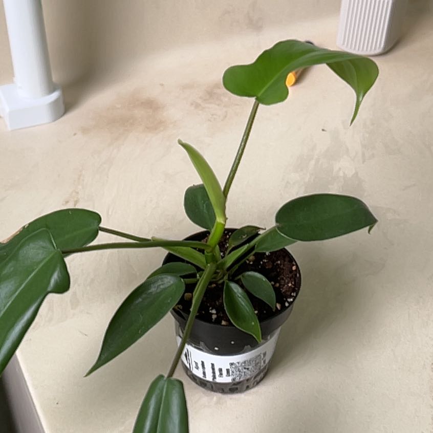 Photo of the plant species Florida Green Philodendron by @DeanFrogbit10 named Tupot amaroot on Greg, the plant care app