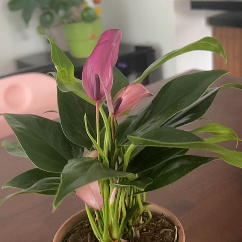 Photo of the plant species Anthurium Purple by @DeanFrogbit10 named Morgan Treeman on Greg, the plant care app