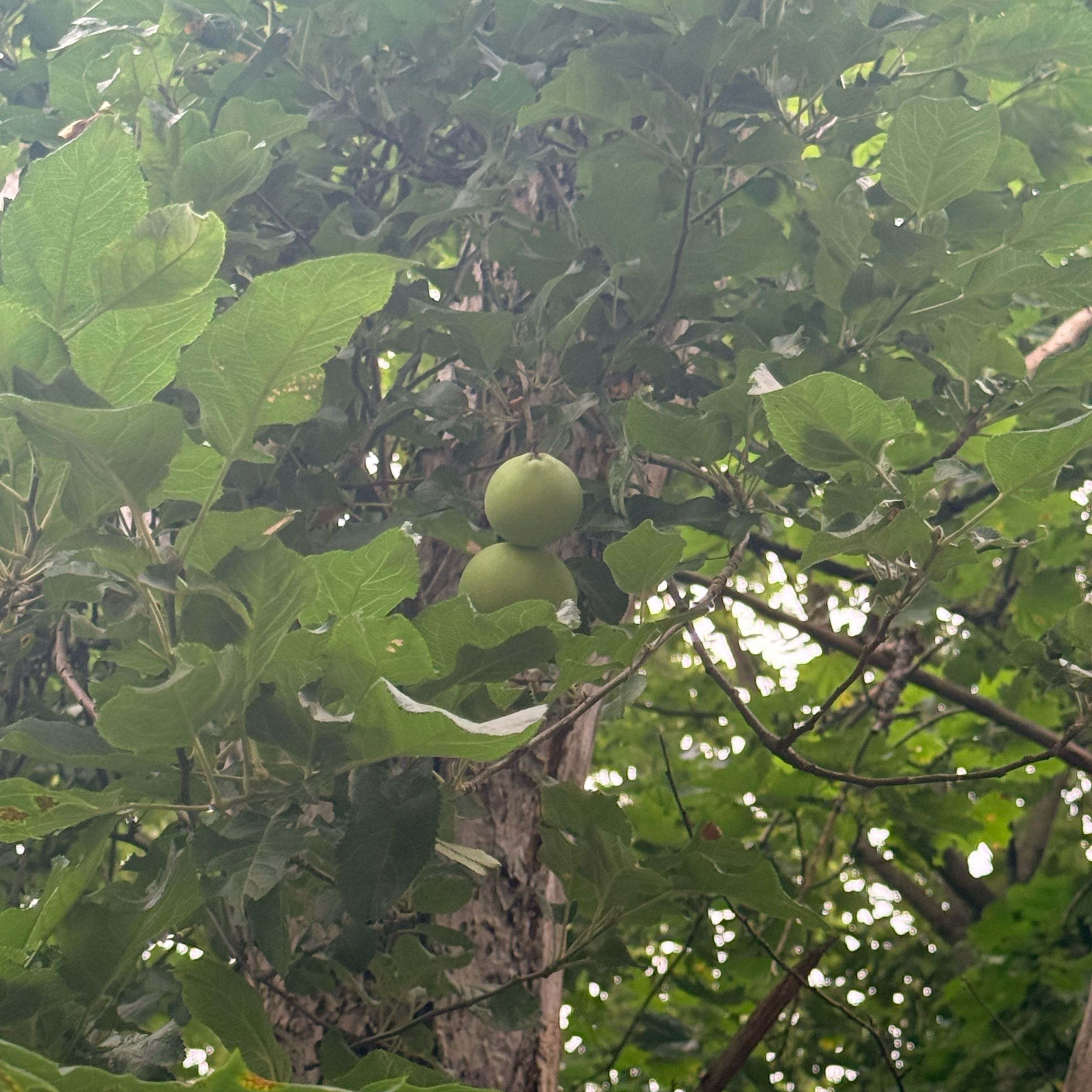 Photo of the plant species Apple by @TidyBaywillow47 named Lavender on Greg, the plant care app