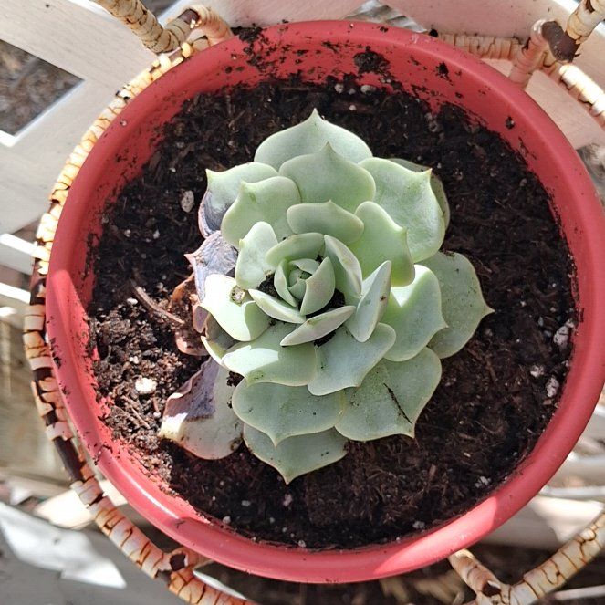 Photo of the plant species Echeveria by @UltraChaya37 named Lola on Greg, the plant care app