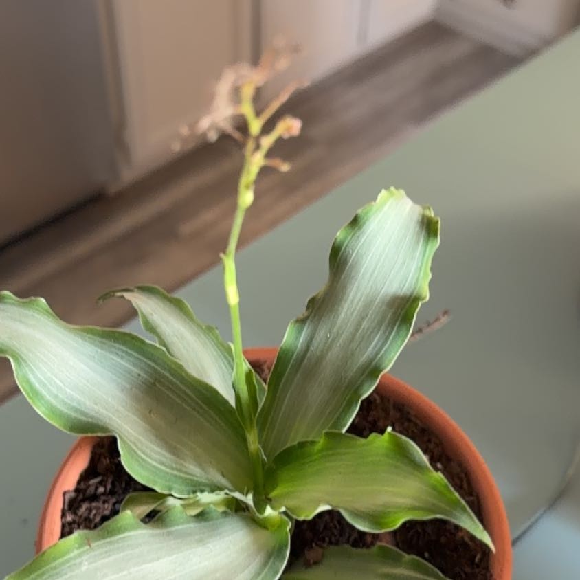 Photo of the plant species Murdannia by @YokeBagpod23 named Daphne on Greg, the plant care app