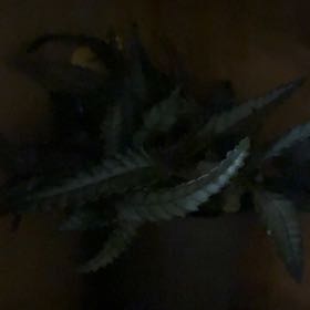Photo of the plant species Bronze Venus Fern by @LeadBogbean66 named Nemo on Greg, the plant care app