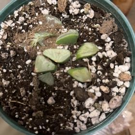 Photo of the plant species Haworthia byakuya by @LivelyKale9 named Tolkien on Greg, the plant care app