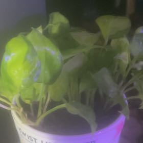 Photo of the plant species Pothos 'Neon Joy' by @GoldCoralfern21 named Figyonce on Greg, the plant care app