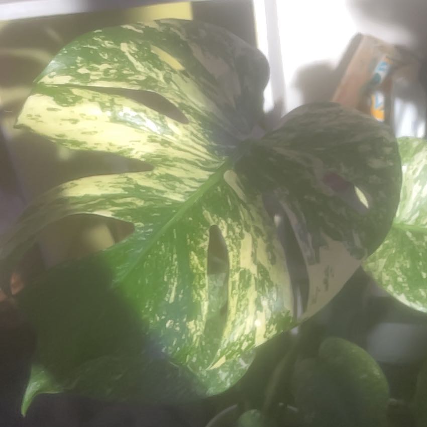 Photo of the plant species Monstera 'White Monster' by @GoldCoralfern21 named Dax on Greg, the plant care app