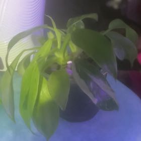 Photo of the plant species Philodendron 'Jose Buono' by @GoldCoralfern21 named Pax on Greg, the plant care app