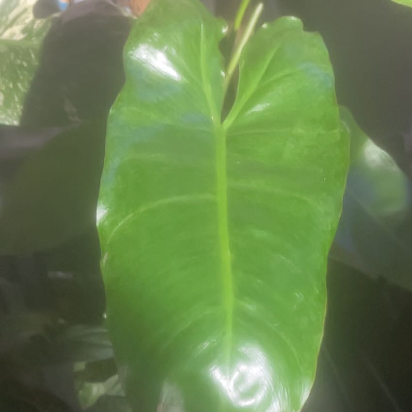 Photo of the plant species Paraiso Verde Philodendron by @GoldCoralfern21 named Captain Plant-it on Greg, the plant care app