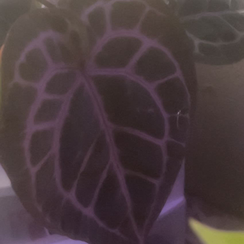 Photo of the plant species Anthurium Doc Block Michelle by @GoldCoralfern21 named Stella on Greg, the plant care app