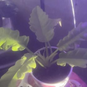 Photo of the plant species Golden Crocodile by @GoldCoralfern21 named Xena on Greg, the plant care app