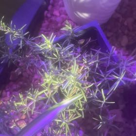 Photo of the plant species Trailing Rosemary by @GoldCoralfern21 named McKinley on Greg, the plant care app