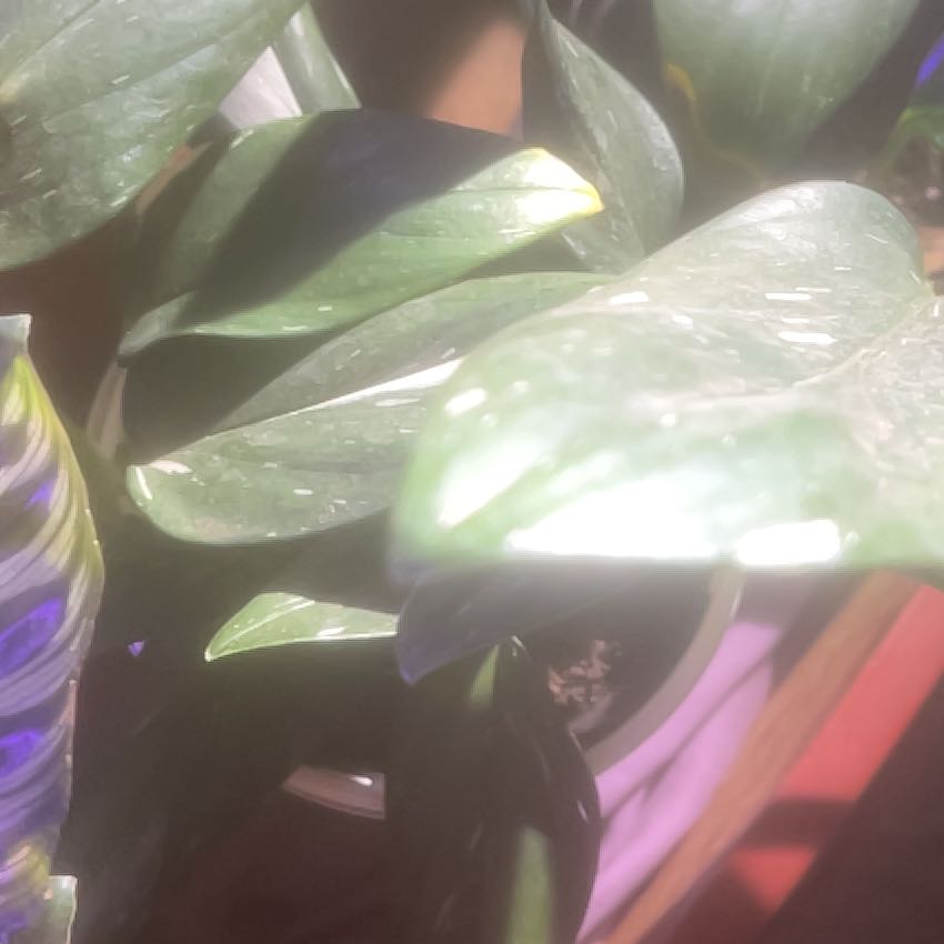 Photo of the plant species Monstera Cobra by @GoldCoralfern21 named Treeyoncé on Greg, the plant care app