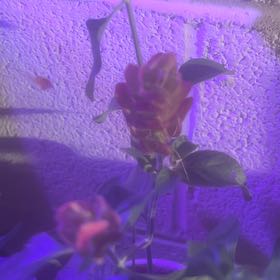 Photo of the plant species Shrimp Plant by @GoldCoralfern21 named Gomez on Greg, the plant care app