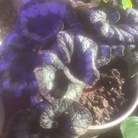 Photo of the plant species Rex Begonia 'Escargot' by @GoldCoralfern21 named Rainier on Greg, the plant care app