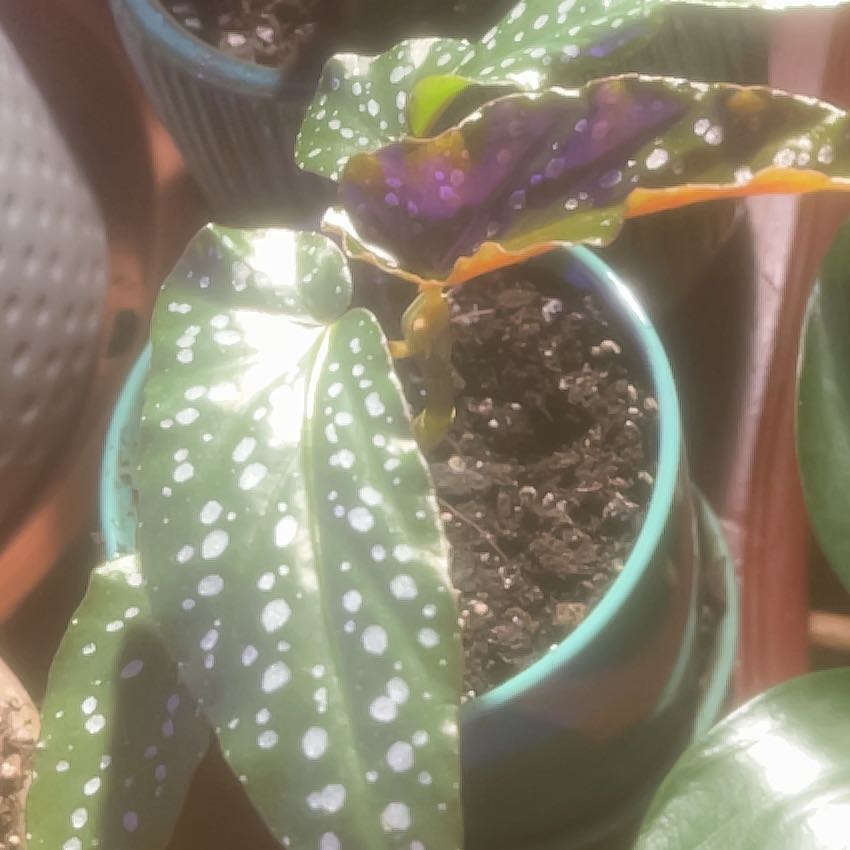 Photo of the plant species Dragon Wing Begonia by @GoldCoralfern21 named Gobi on Greg, the plant care app