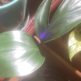 Photo of the plant species Dragon Tail Plant by @GoldCoralfern21 named Surya on Greg, the plant care app