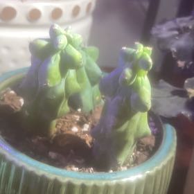 Photo of the plant species Boobie Cactus by @GoldCoralfern21 named Winston on Greg, the plant care app