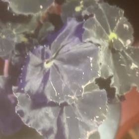 Photo of the plant species Begonia 'Black Mamba' by @GoldCoralfern21 named Curie on Greg, the plant care app