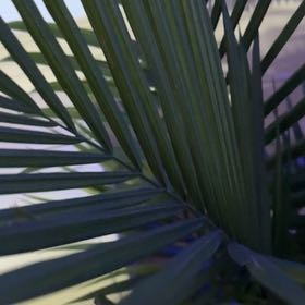 Photo of the plant species Majestic Palm by @WhimsicalSucc8 named Majesty on Greg, the plant care app