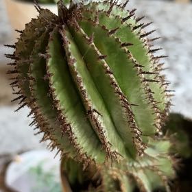 Photo of the plant species Milk Barrel Cactus by @FieryRedash9 named Tolkien on Greg, the plant care app