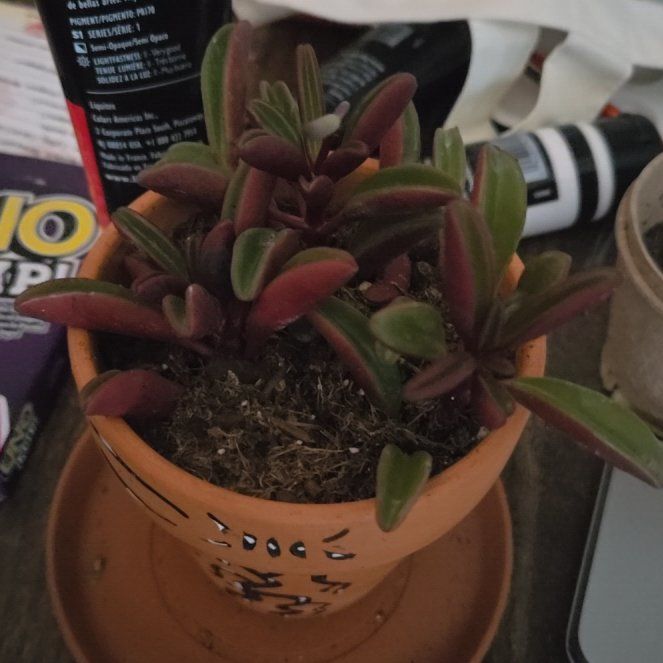Photo of the plant species Ruby Glow Peperomia by @AffableWildtea8 named Muhammad Ali on Greg, the plant care app