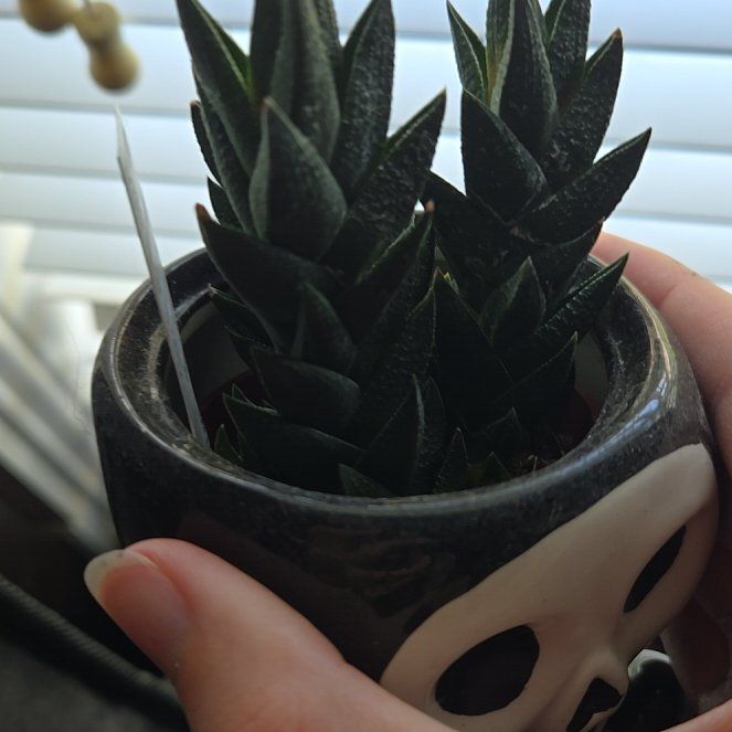 Photo of the plant species Haworthia-leaved Aloe by @AffableWildtea8 named Demi on Greg, the plant care app