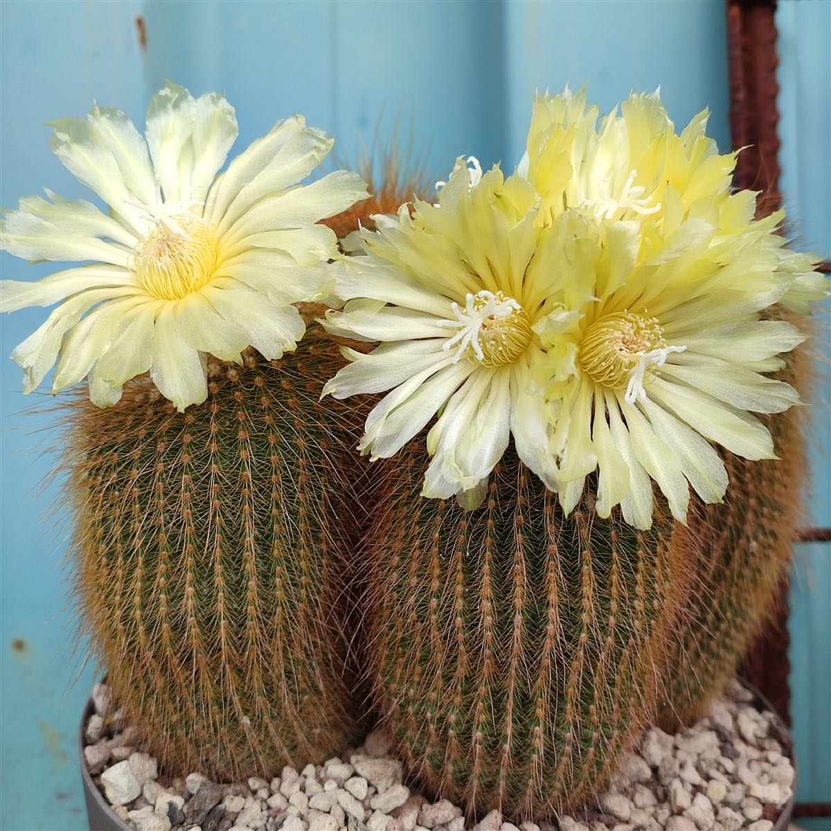 Photo of the plant species Notocactus leninghausii by @PlenteousIvy86 named Cactusito on Greg, the plant care app