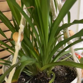 Photo of the plant species Beach Spiderlily by @GroovyPhalsa7 named Fernie Sanders on Greg, the plant care app