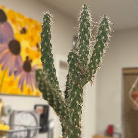 Photo of the plant species Cane Cholla by @GroovyPhalsa7 named Bibbl on Greg, the plant care app