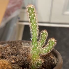 Photo of the plant species Cane Cholla by @GroovyPhalsa7 named Lil Man on Greg, the plant care app