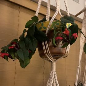 Photo of the plant species Lipstick Plant by @GroovyPhalsa7 named Mac on Greg, the plant care app